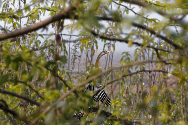Keoladeo national park-122